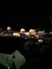 Neofavolus alveolaris