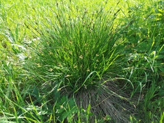 Carex cespitosa