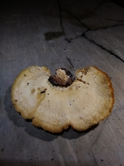 Neofavolus alveolaris