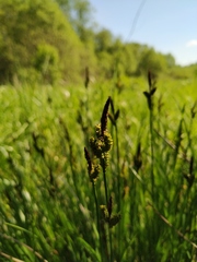 Carex cespitosa
