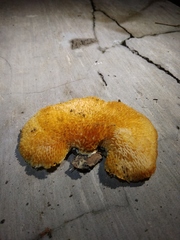 Neofavolus alveolaris