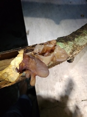 Auricularia auricula-judae