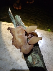 Auricularia auricula-judae