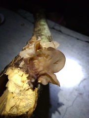 Auricularia auricula-judae