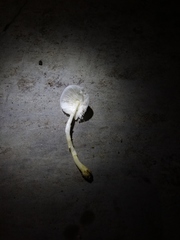Hemimycena