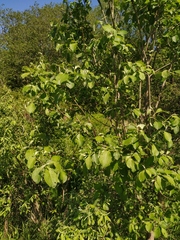 Salix caprea