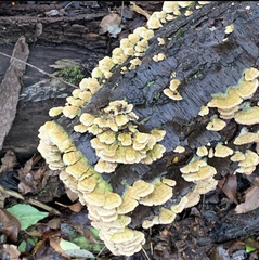 Cerrena zonata