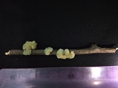 Marasmiellus candidus