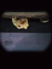 Marasmiellus candidus