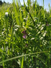 Vicia sepium