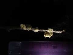 Marasmiellus candidus