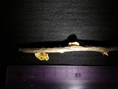 Marasmiellus candidus