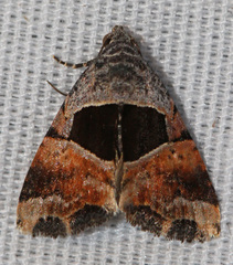 Cobubatha megaplaga