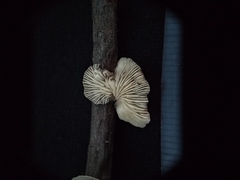 Marasmiellus candidus