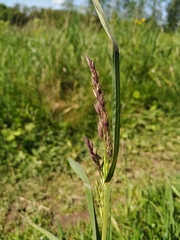 Dactylis glomerata