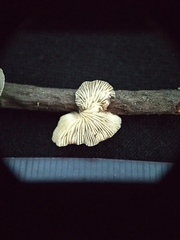 Marasmiellus candidus