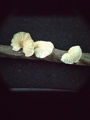 Marasmiellus candidus