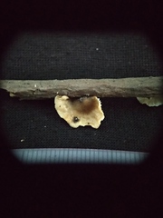Marasmiellus candidus