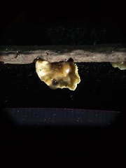 Marasmiellus candidus