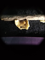 Marasmiellus candidus