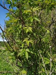 Sambucus racemosa