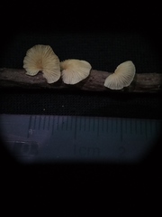 Marasmiellus candidus