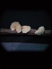 Marasmiellus candidus