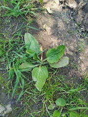 Plantago major