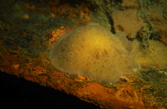 Jorunna tomentosa