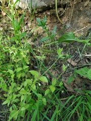 Moehringia trinervia