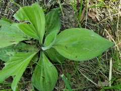 Plantago media