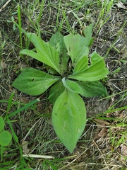Plantago media