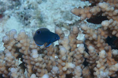 Pomacentrus trichrourus