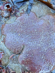 Eudistoma psammion