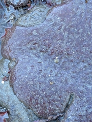 Eudistoma psammion