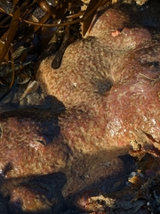 Eudistoma psammion