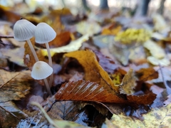 Mycena