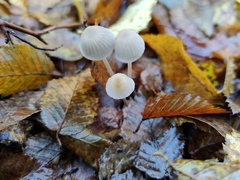 Mycena