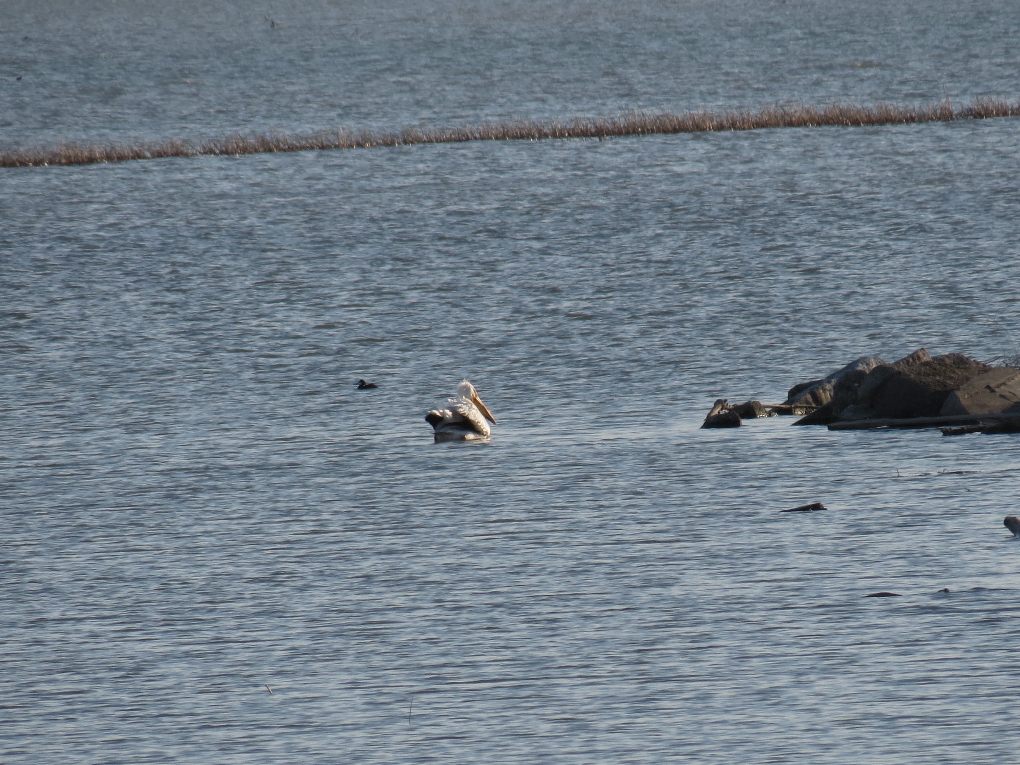 American White Pelican