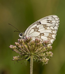 Melanargia lachesis