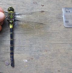 Anax tristis