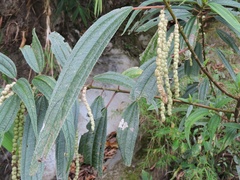 Boehmeria penduliflora