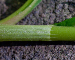 Persicaria robustior