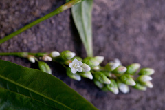 Persicaria robustior