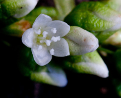 Persicaria robustior