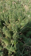Limnophila indica