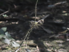 Sinictinogomphus clavatus