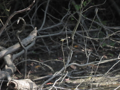 Sinictinogomphus clavatus