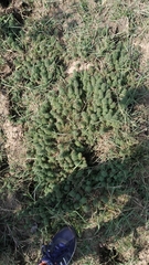 Limnophila indica