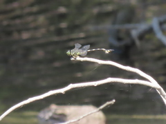 Sinictinogomphus clavatus
